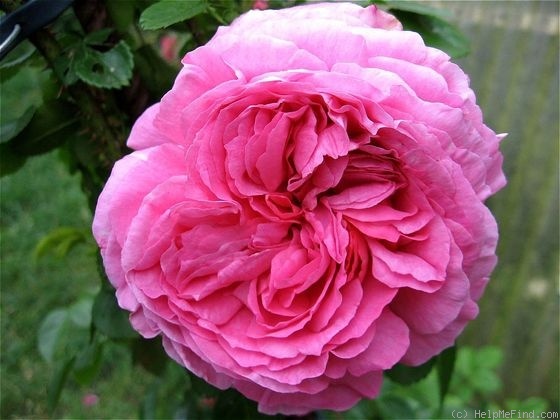 'Charming Moss' rose photo