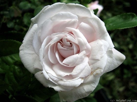 'Mini Blush' rose photo