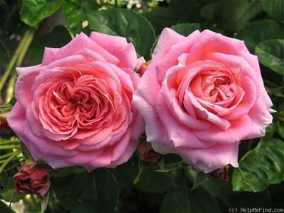 'Dreaming Blush' rose photo