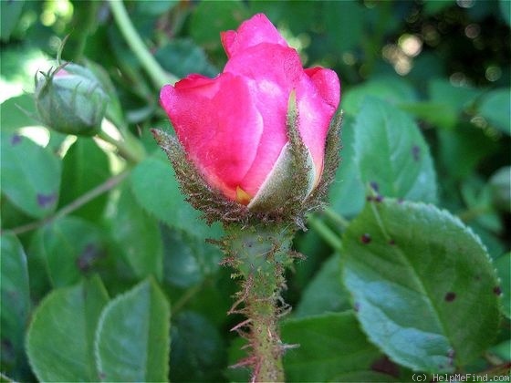 'Climbing Moss' rose photo