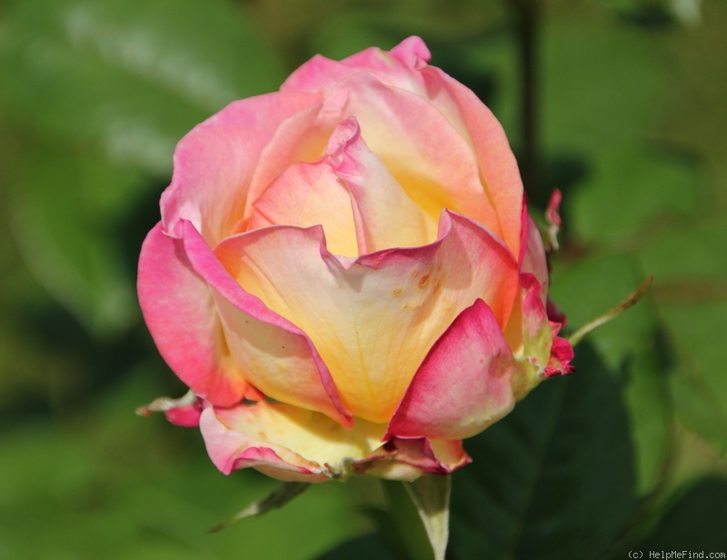 'MEIhozihas' rose photo