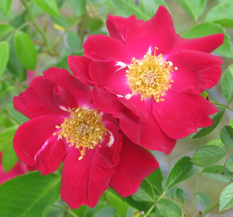 'Crimson Conquest' rose photo
