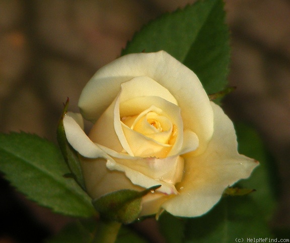 'Fortune Cookie ™' rose photo