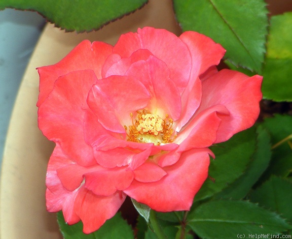 'First and Foremost' rose photo