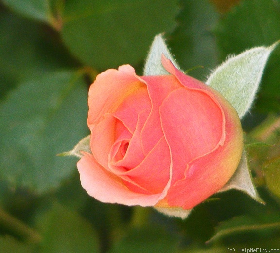 'Eyeconic ® Pink Lemonade' rose photo