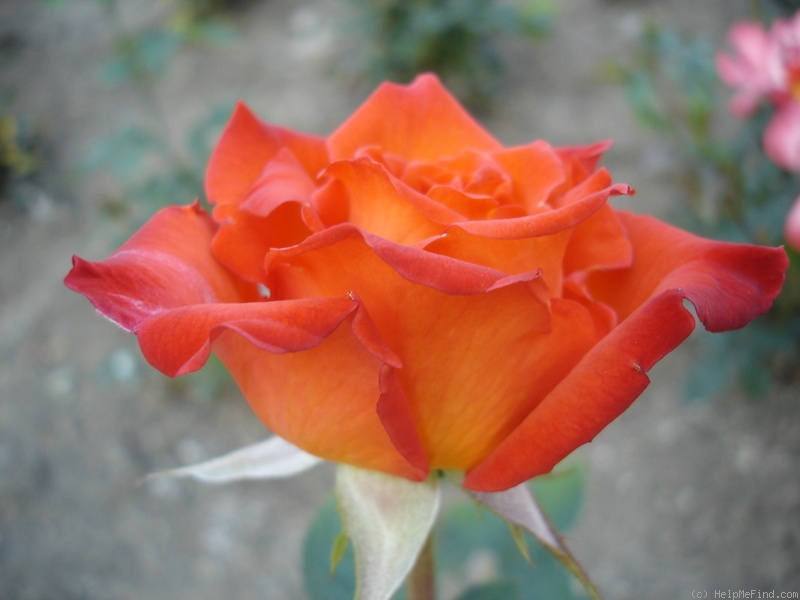 'Wildfire ™ (hybrid tea, Zary 2004)' rose photo
