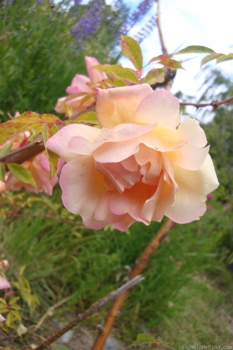 'Fortune's Double Yellow' rose photo