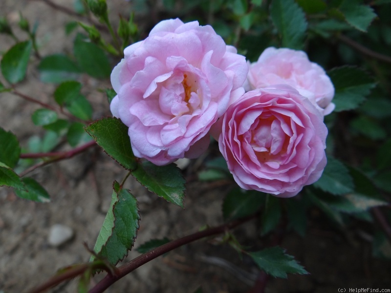 'Rúži 1' rose photo