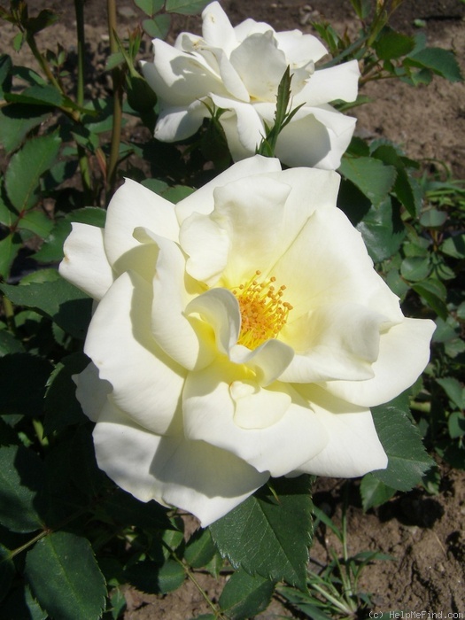 'Arboretum Borová Hora' rose photo