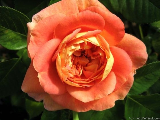 'Glowing Blush' rose photo