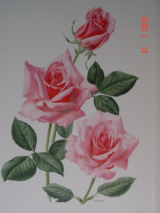 'Cordial' rose photo