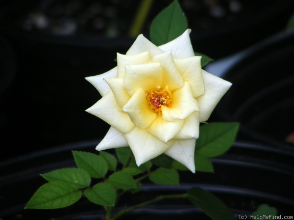 'Butter Cream ™' rose photo