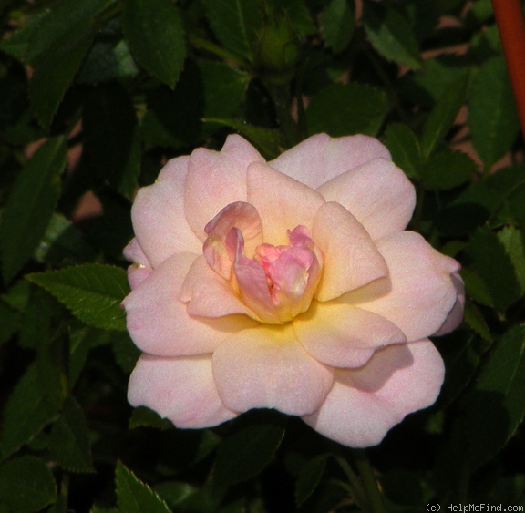 'Baby Betsy McCall' rose photo