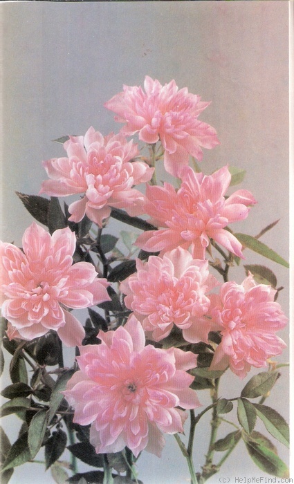 'Frilly Dilly (mini-flora, Cocker, 1986)' rose photo