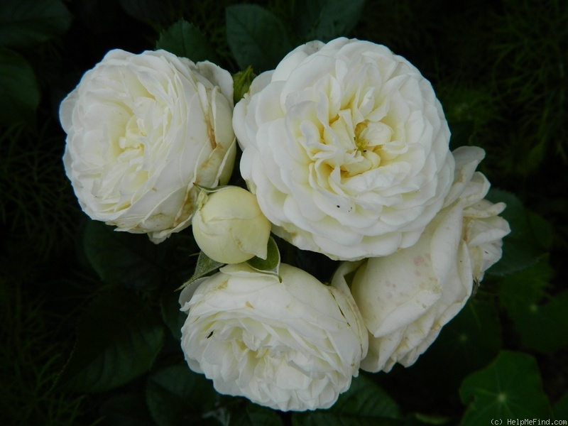 'Artemis ® (shrub, Evers/Tantau, 2004/09)' rose photo