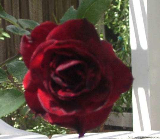 'Rinnie' rose photo