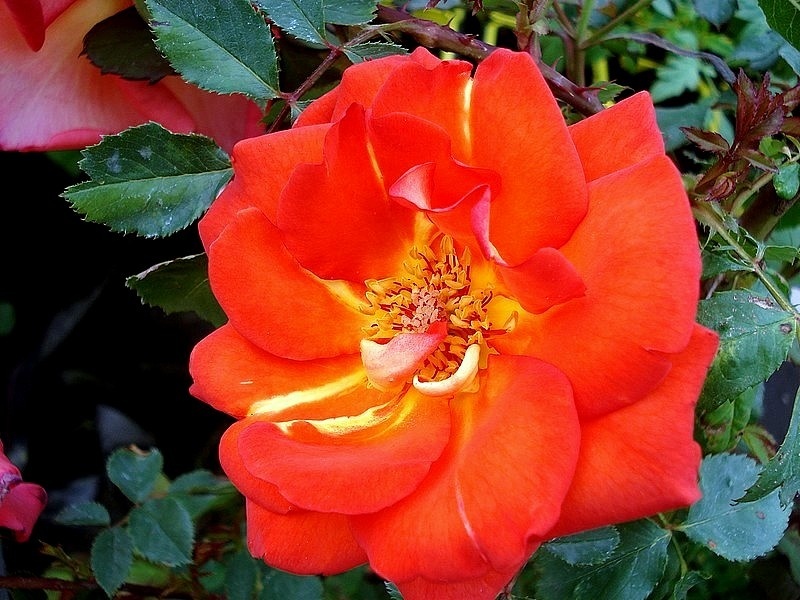 'Arielle Dombasle ®' rose photo