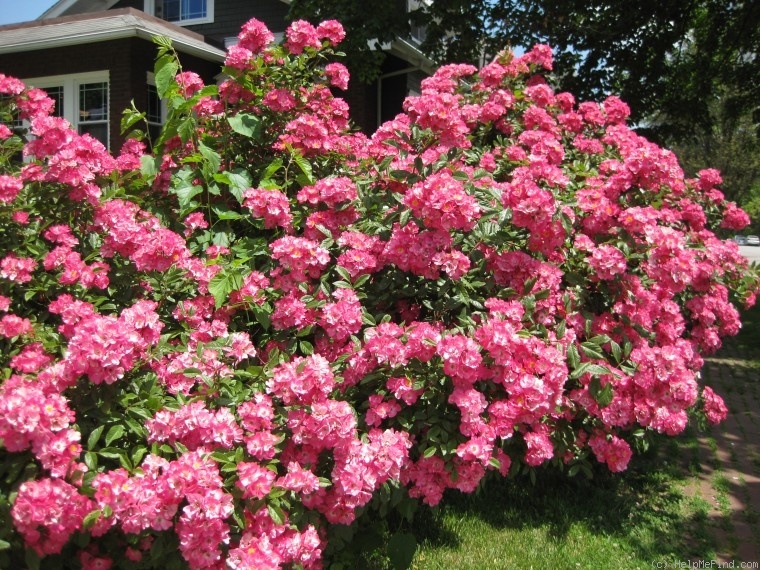 'American Pillar' rose photo