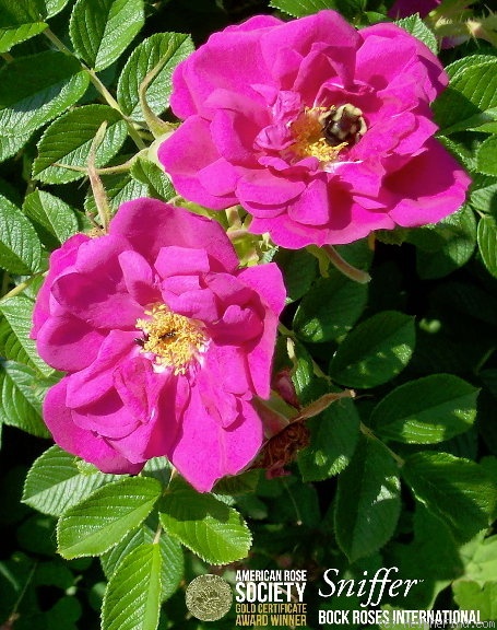 'Bocrogosnif' rose photo