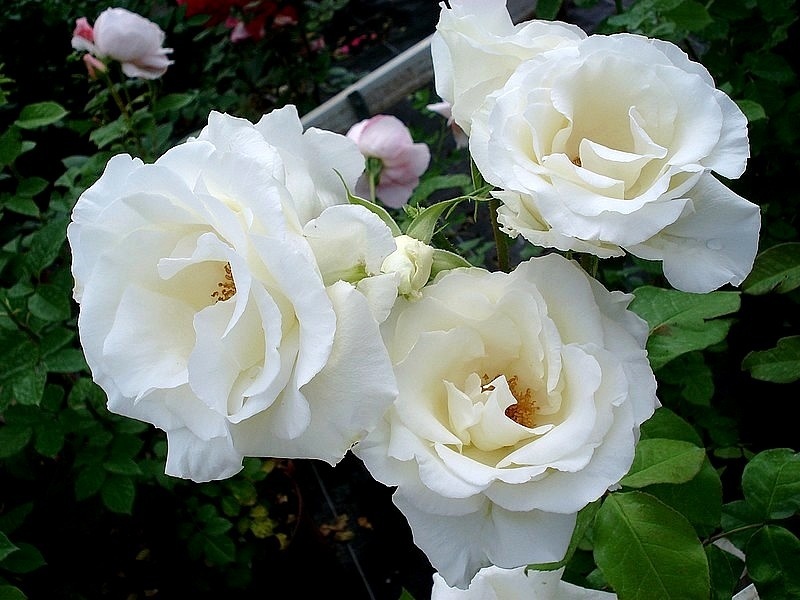 'Michèle Torr ®' rose photo