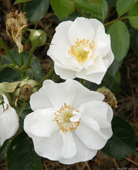 'Vierge Folle ®' rose photo
