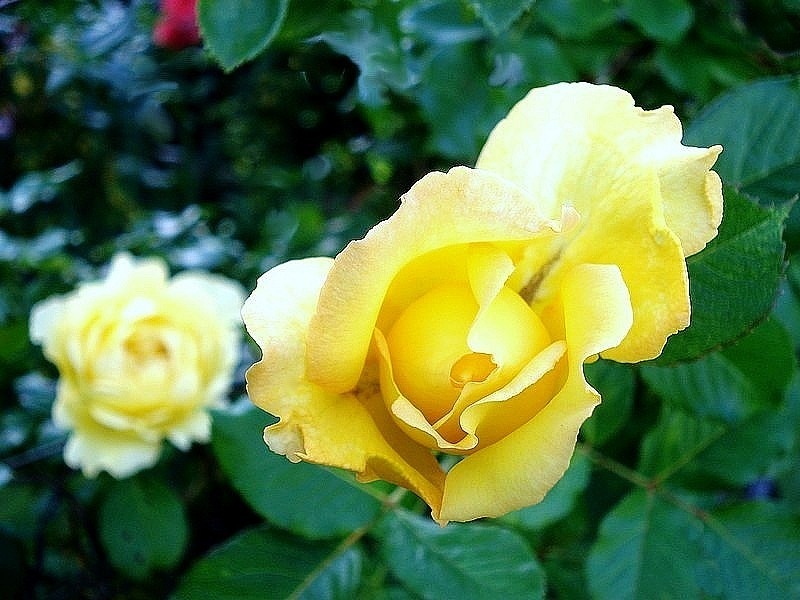 'Lord Mountbatten' rose photo