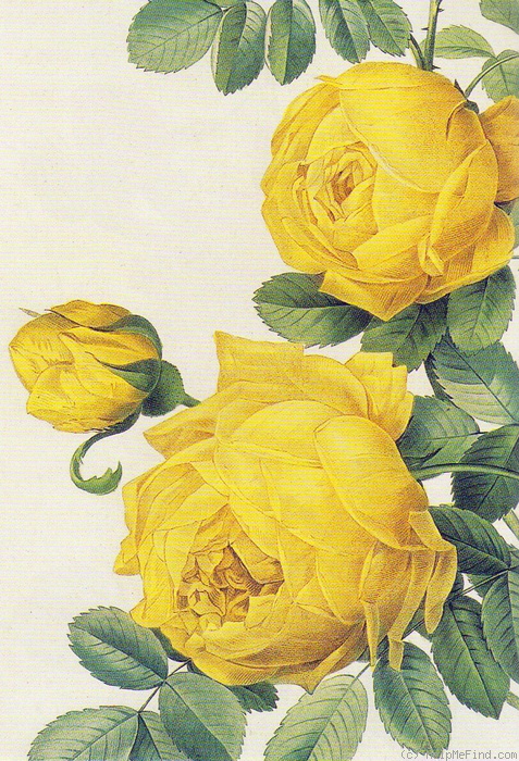 'Double yellow plena (sulphurea)' rose photo