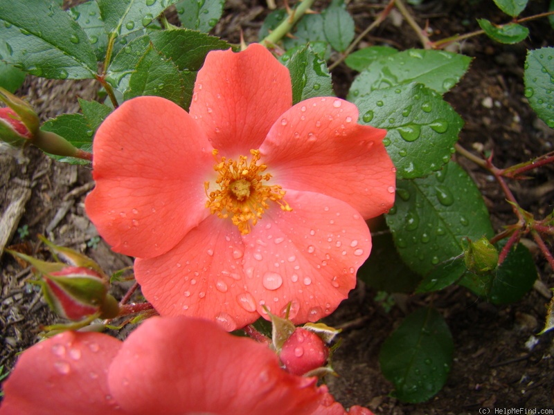 'Coral Meidiland' rose photo