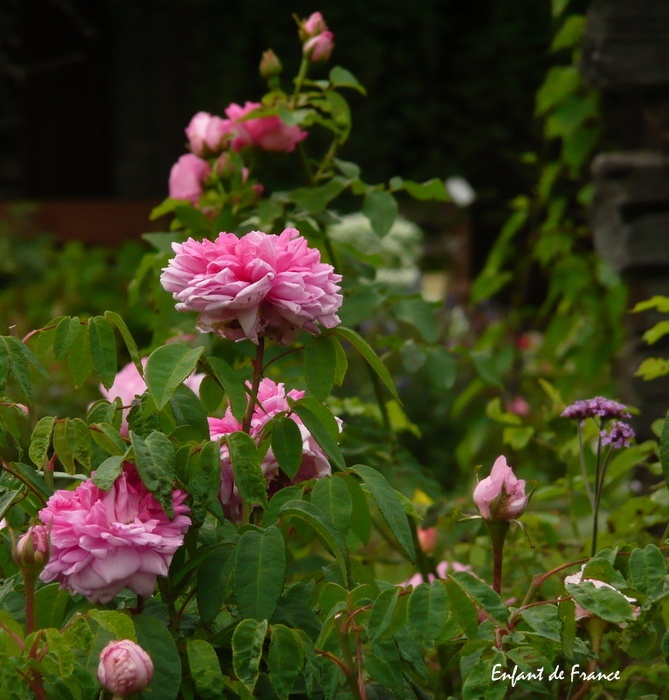 'Enfant de France (Hybrid Perpetual, Lartay, 1860)' rose photo