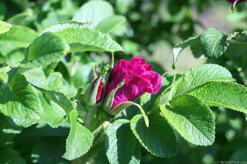 'Moje Hammarberg' rose photo