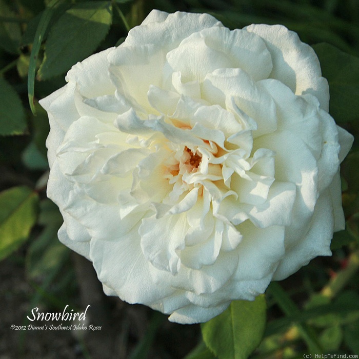 'Snowbird' rose photo