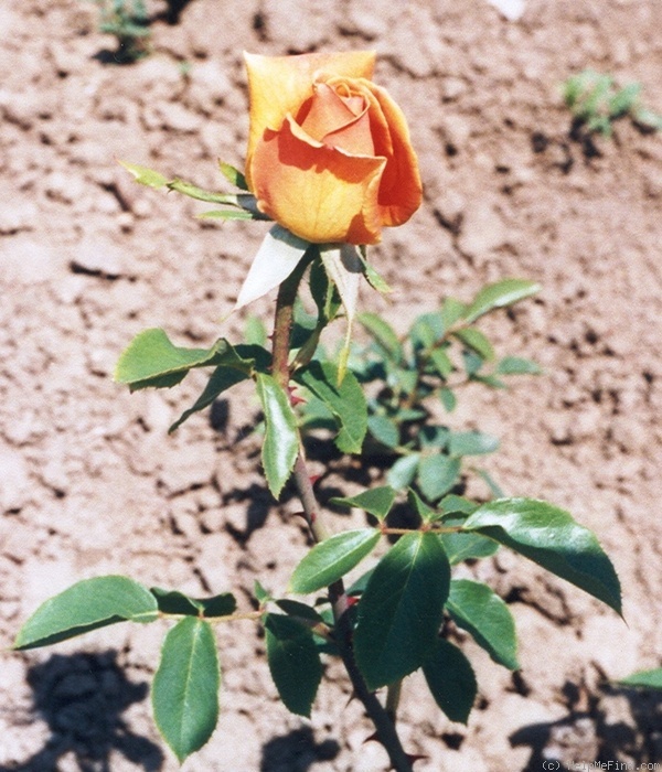 'Irénke' rose photo