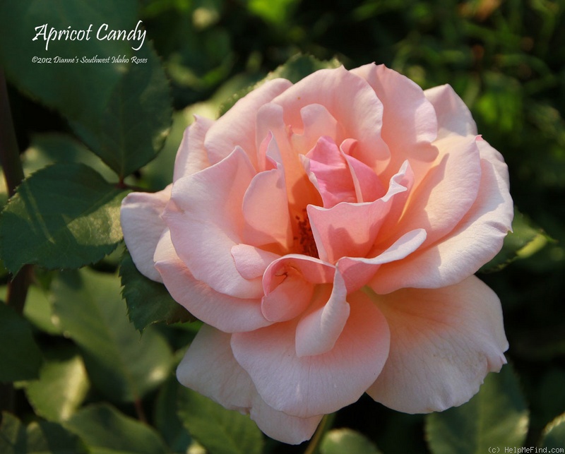 'Apricot Candy ™' rose photo