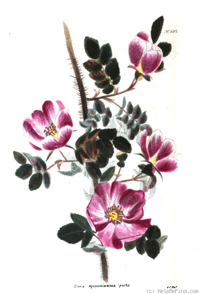 'R. spinosissima picta' rose photo