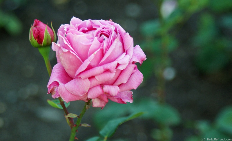 'Mrs. Prentiss Nichols' rose photo