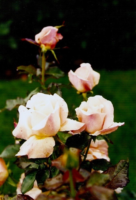 'JACextra' rose photo