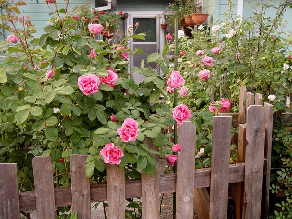 'Beth's Northern CA Rose Garden'  photo