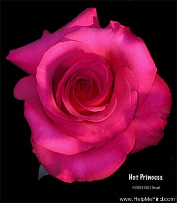 'Hot Princess ® (hybrid tea, Evers/Tantau, 2000)' rose photo