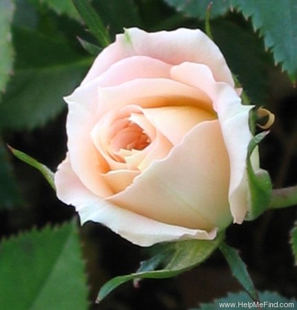 'Cornsilk ™' rose photo