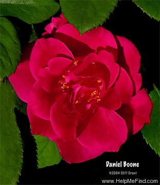 'Daniel Boone' rose photo