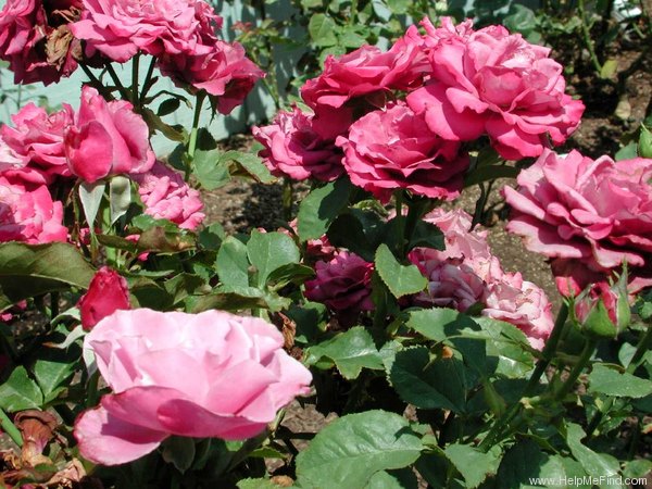 'Spellcaster' rose photo