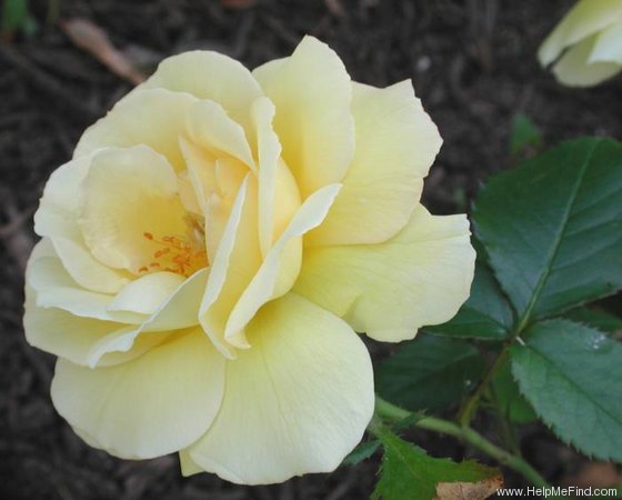 'Amber Waves ™' rose photo