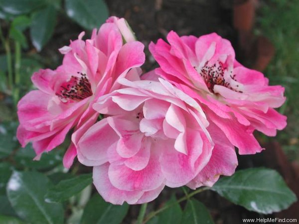 'Brilliant Pink Iceberg' rose photo