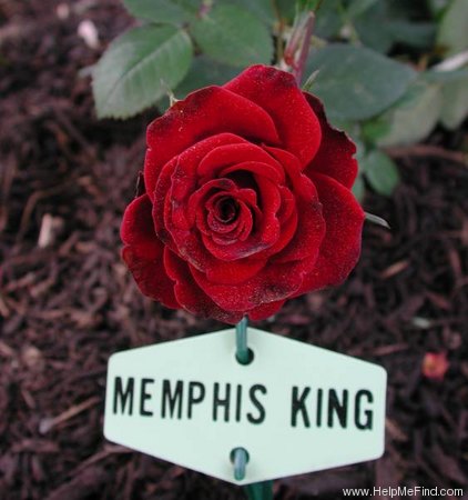 'Memphis King ™' rose photo