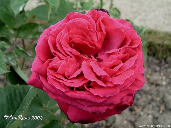 'Boccace' rose photo