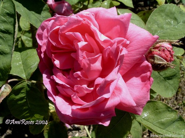 'Comte de Nanteuil (Hybrid Perpetual, Quétier, 1852)' rose photo