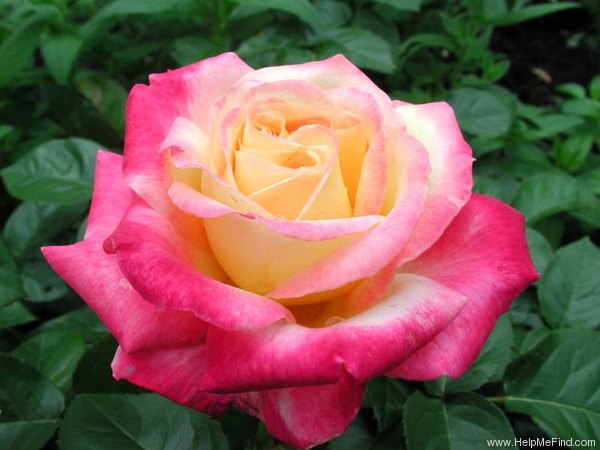 'BAIpeace' rose photo