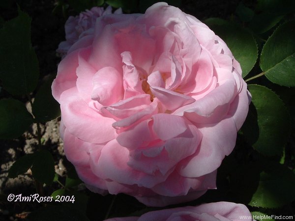 'Comtesse Branicka' rose photo