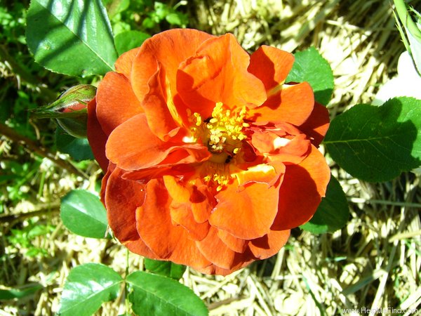 'Brown Velvet' rose photo