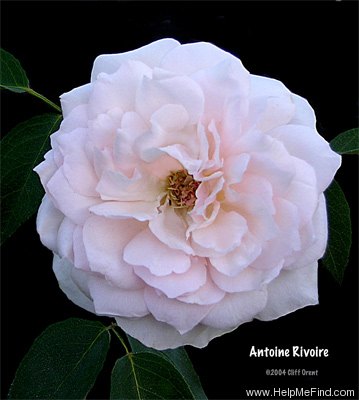 'Antoine Rivoire (hybrid tea, Pernet-Ducher, 1895)' rose photo